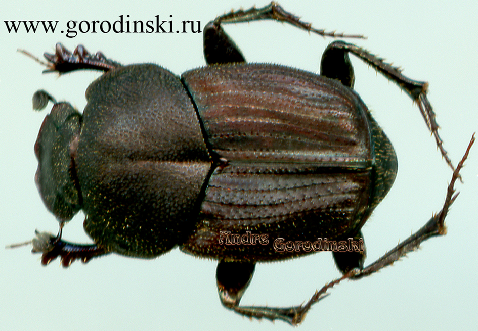 http://www.gorodinski.ru/copr/Liatongus triacanthus.jpg